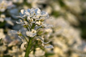 Close-up flower iberic in dew drops. White blooming iberis sempervirens. Selective focus.