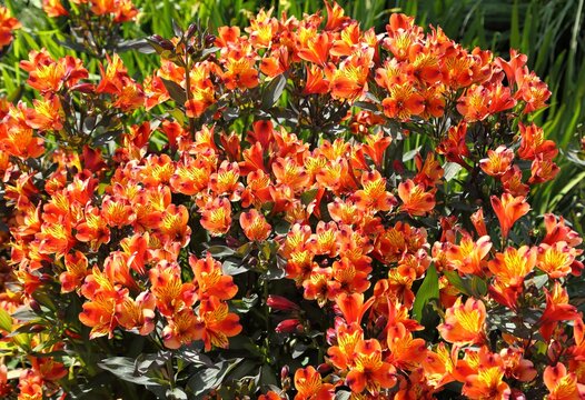 Alstroemeria aurea.