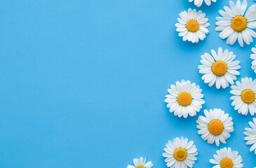 Obraz premium Flowers composition. Chamomile flowers on blue background. Spring, summer concept. Flat lay, top view, copy space. Beautiful flower pattern. Closeup.