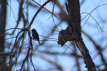 Small bird in a tree