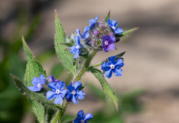 Close up of a green alkanet (pentaglottis sempervirens) plant