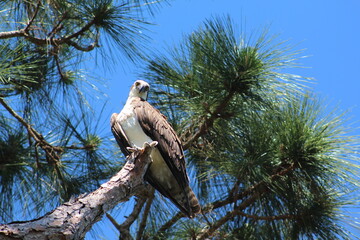 Osprey bird perched on a tree looking down