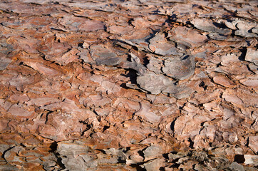 bark texture dried pine trunk close up