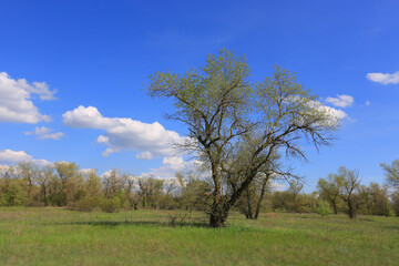 Fototapeta na wymiar spring tree on green meadow