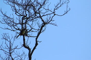 Bare tree with a small bird