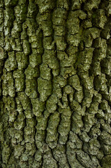 brown bark of a tree