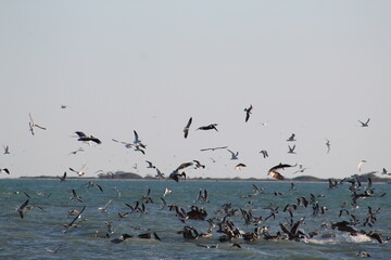 Shore birds flying over the beach water