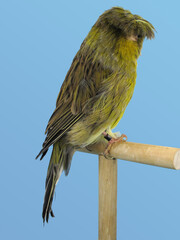 Crested canary bird perched in softbox