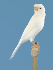 White canary bird perched in softbox
