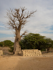 Tree of baobab