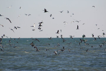 Shore birds flying over the beach water