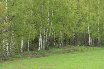 Obraz premium Birch forest by a field in spring.