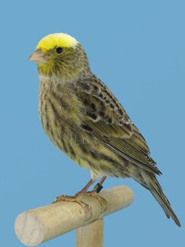 Lizard canary online
