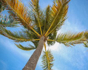 palma kokosowa na tle błękitnego nieba z zielono pomarańczowymi liśćmi