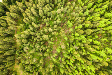 Aerial view of green pine forest with canopies of spruce trees in summer mountains.