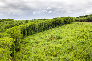 Top down aerial view of green summer forest with large area of cut down trees as result of global deforestation industry. Harmful human influence on world ecology.
