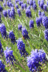 fiore di montagna