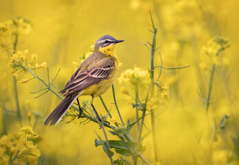 Yellow wagtail bird in rape field ( Motacilla flava ) - obrazy, fototapety, plakaty