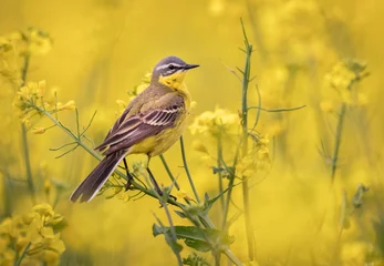 Foto op Plexiglas Yellow wagtail bird in rape field ( Motacilla flava ) © Piotr Krzeslak