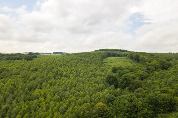 Fototapeta na wymiar Top down aerial view of green summer forest with canopies of many fresh trees.
