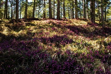 Calluna vulgaris l purple flowers in a wood