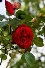 red roses in garden