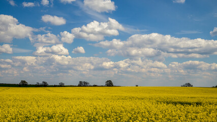 ein blühendes Rapsfeld mit bewölktem Himmel