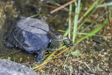 Fototapeta premium Small water turtle near the shore of a pond on a sunny day