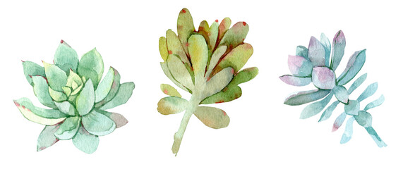 Succulents set. Hand drawn watercolor green plants. Isolated on white background