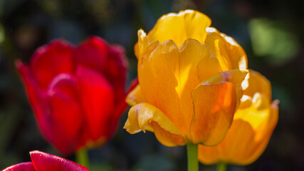 eine gelbe blühende Tulpe, im Hintergrund eine rote Tulpe