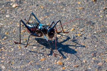 Armoured cricket on the road in autumn South Africa, Kruger National Park