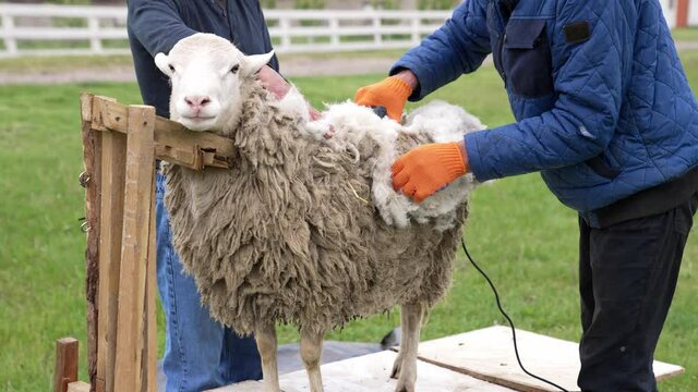 Farmer shearing sheep in corral. Hands of man sheaving wool from sheep
