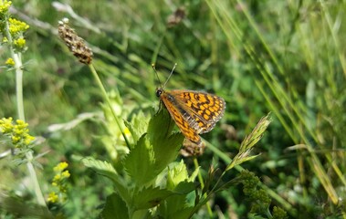 a butterfly resting in the greenery