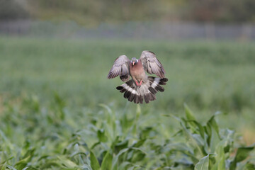 Wood pigeon landing on a cornfield