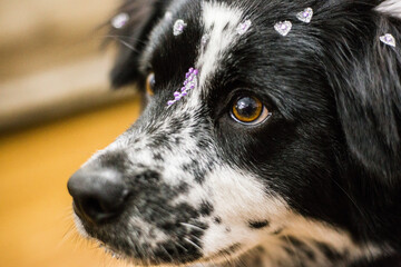 Without a defined breed, she becomes a can, she is cute.