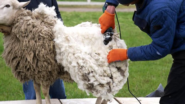 Shearing adult sheep for wool. Sheep shearing on farm for production of wool