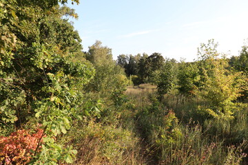 trees in the mountains