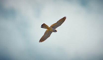 bird of prey flies in the sky