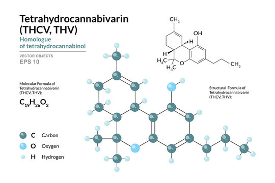 THCV, THV. Tetrahydrocannabivarin. Homologue of tetrahydrocannabinol. C19H26O2. Structural Chemical Formula and Molecule 3d Model. Atoms with Color Coding. Vector Illustration
