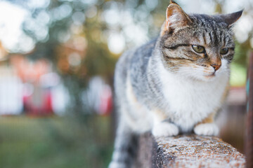 beautiful kittens! they are the best company