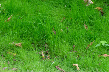Unmown green lawn. Wild grass with fallen leaves. Natural background. Ecology concept.