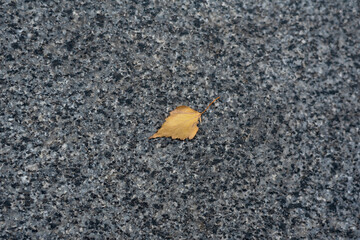 Gray asphalt and small yellow leaf. Lonely fallen leaf on the road.