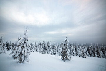 Moody winter landscape of spruce woods cowered with deep white snow in cold frozen highlands.