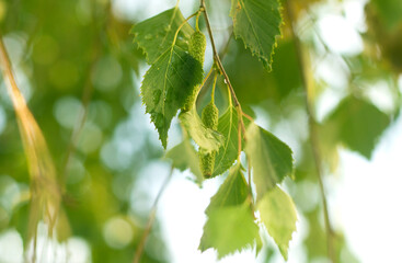 Close-up of birch brunch with green leaves and bloom earrings growing outdoors on sunny spring or summer day on bright blurred colorful bokeh background.