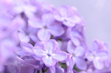 Obraz na płótnie Canvas Lilac flowers macro, floral macro background, beauty background.