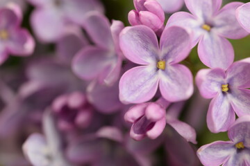 Lilac flowers macro, blooming lilac floral background