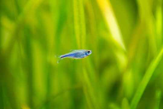 Blue Tetra ( Boehlkea fredcochui ) isolated in a fish tank
