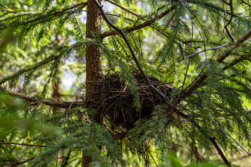 Bird's nest of branches in the forest on a tree.