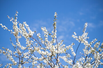 Branches Cherry With Flowers In Sunny Day In Garden In Springtime Close Up.