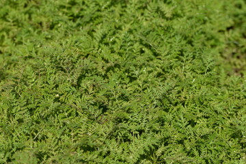 Lacy phacelia spring green leaves, growing young phacelia plants.